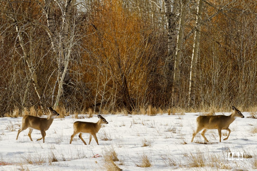 whitetail-deer-walking-through-snowy-field