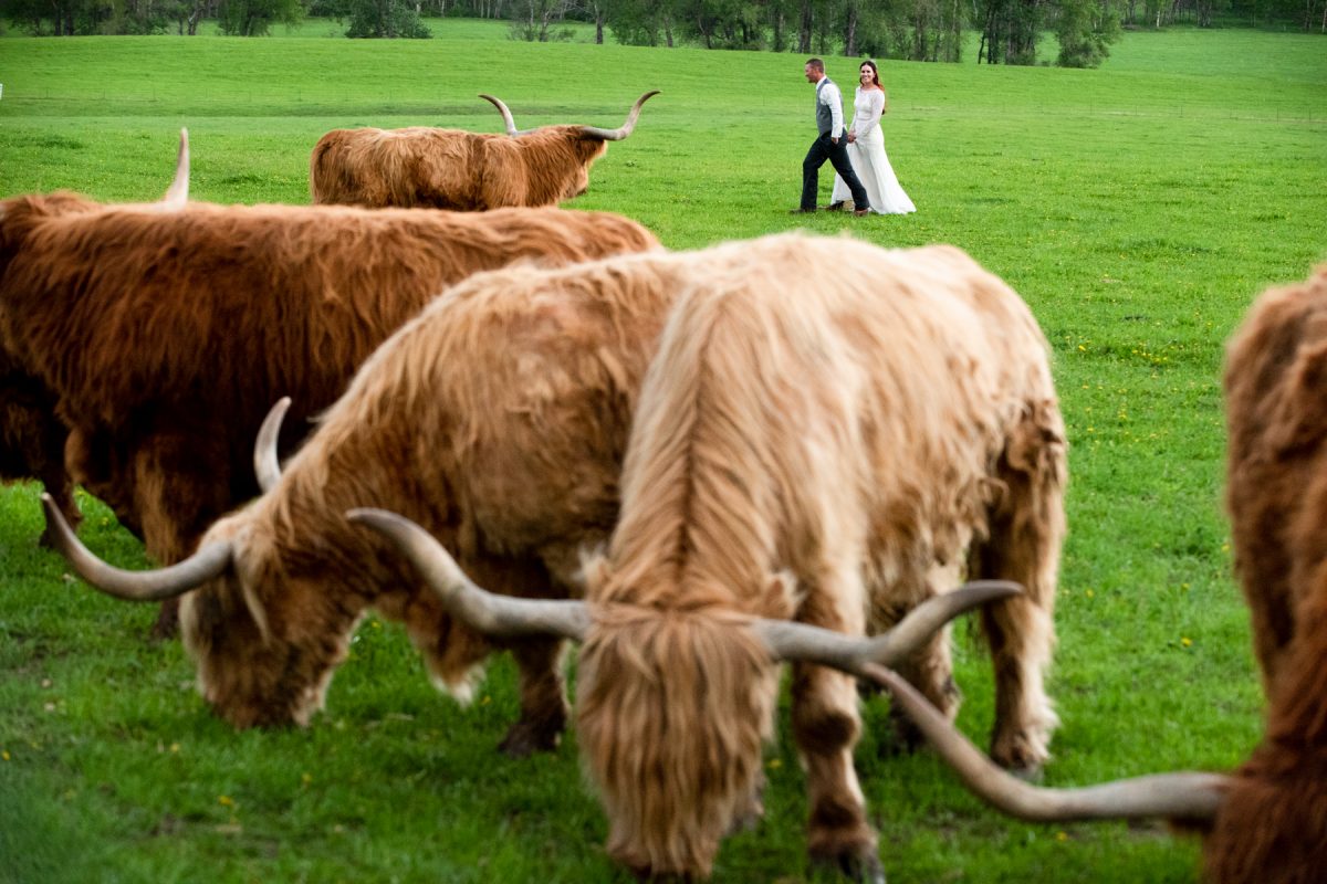 wedding-couple-walk-amongst-furry-cows-at-Springhill-Pavilion-mountain-wedding