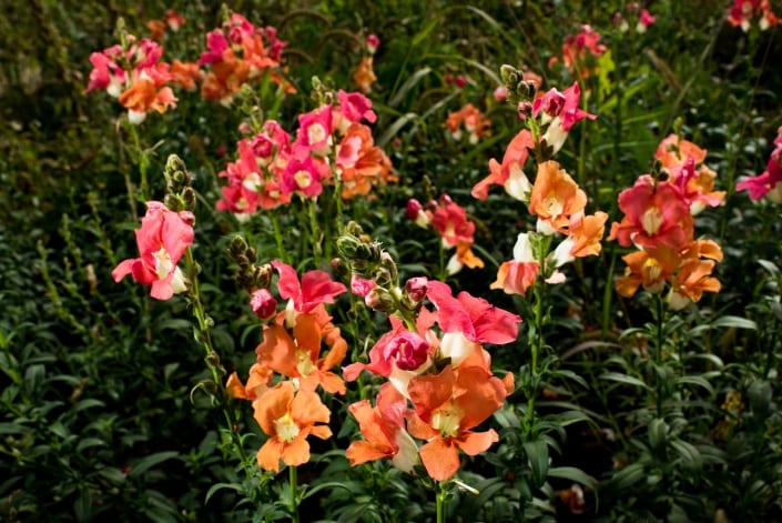 Bozeman Family Photography Gallatin Valley Botanical Farm Sweet Pea Flowers
