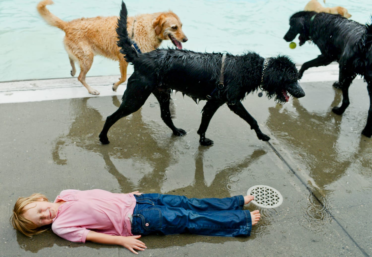 Bozeman Pet Photography Bogert Pool dogs
