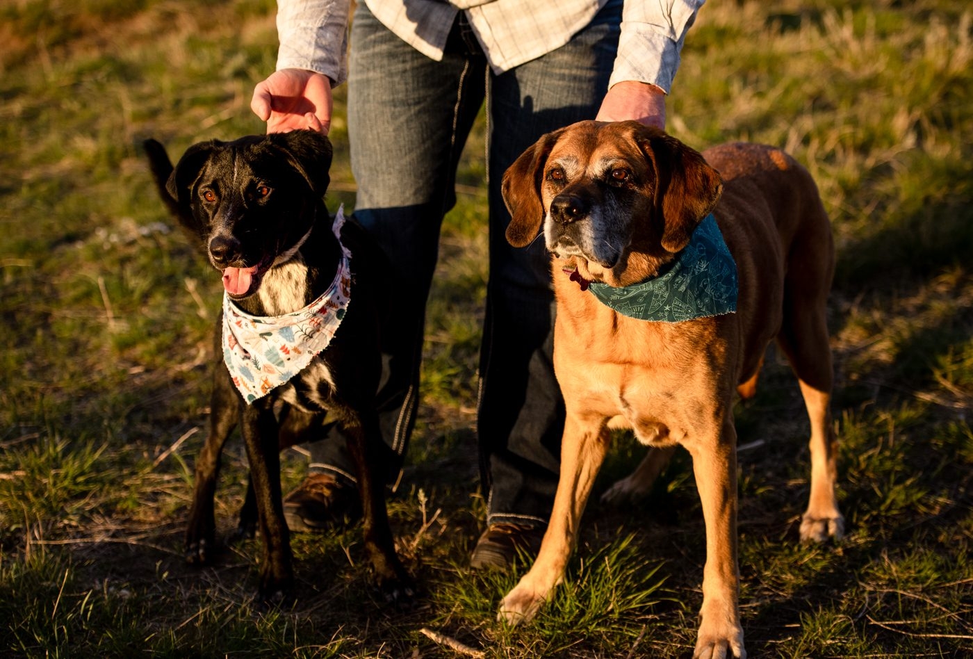 Dogs-on-leash-Dog-Bozeman-Couples-Portraits-Peets-Hill-Greener-Visuals