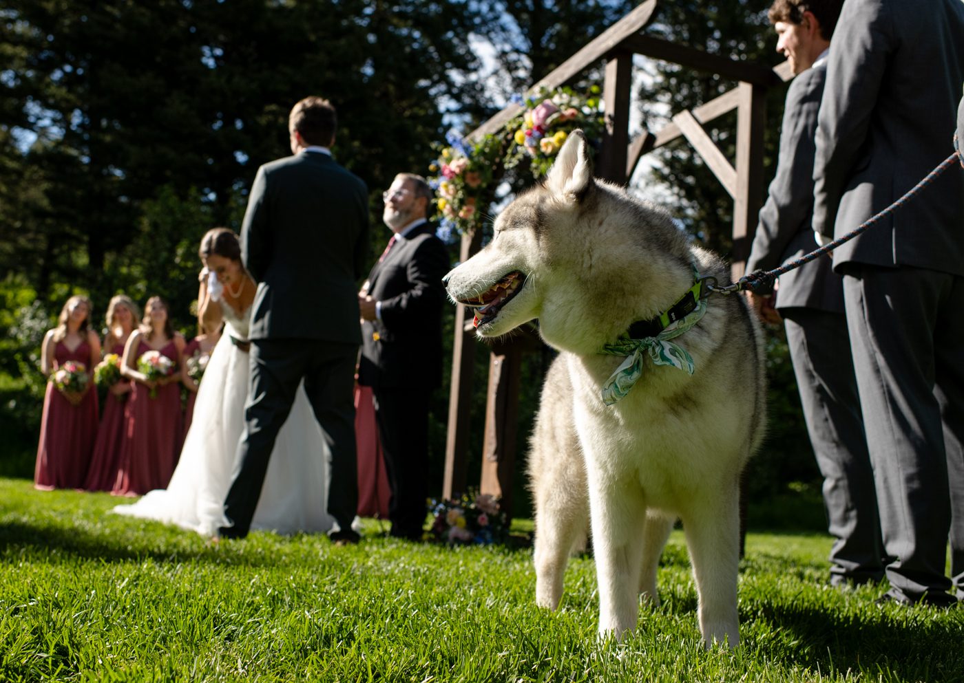 dog-watches-owners-get-married-The-Woodlands-at-Cottonwood-Canyon